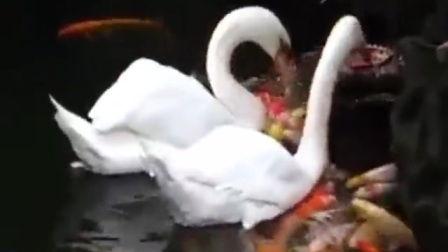 与鸭共舞在线高清观看,高清视觉盛宴,共赴自然和谐之旅 第1张 与鸭共舞在线高清观看,高清视觉盛宴,共赴自然和谐之旅 第1张